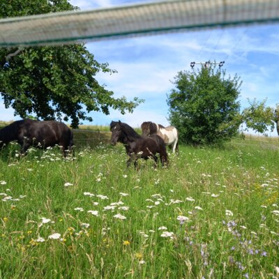 unsere Ponnys auf der Weide  (Bild vergr&ouml;&szlig;ern)