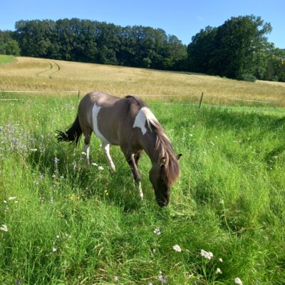 unsere Ponnys auf der Weide  (Bild vergr&ouml;&szlig;ern)