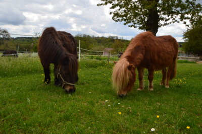 unsere Ponnys auf der Weide  (Bild vergr&ouml;&szlig;ern)