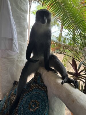 Foto des Albums: Zanzibar Dezember 2023