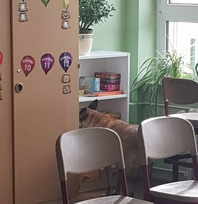 Fotoalbum Hundetraining der Bundespolizei in unserer Grundschule