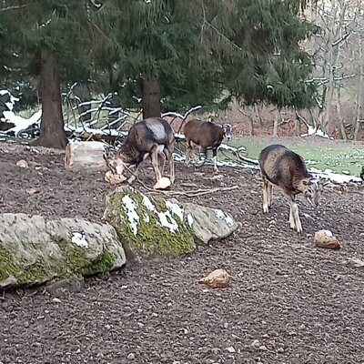 Wildgehege Beuchertsm&uuml;hle  (Bild vergr&ouml;&szlig;ern)