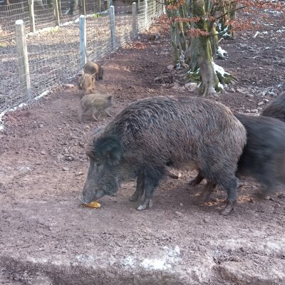 Wildgehege Beuchertsm&uuml;hle  (Bild vergr&ouml;&szlig;ern)