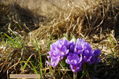 Schon Fr&uuml;hling  (Bild vergr&ouml;&szlig;ern)