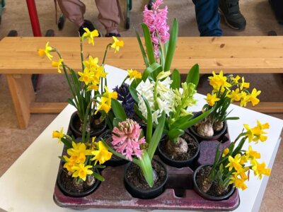 Foto des Albums: Frühblüher Klasse 1