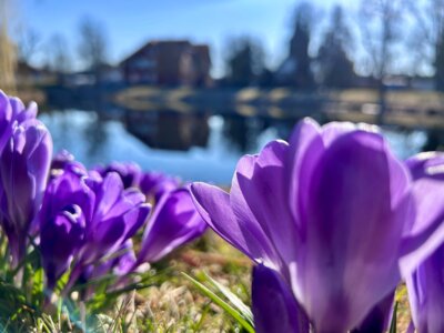 Fotoalbum Frühling in der Gartenstadt