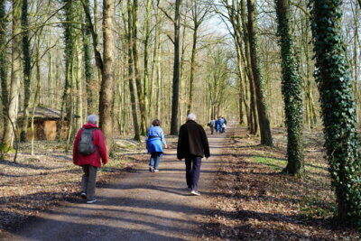 Wald - Am Hohen Holz  (Bild vergr&ouml;&szlig;ern)