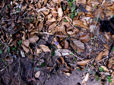 Fr&uuml;hlingsboten  (Bild vergr&ouml;&szlig;ern)