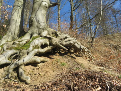 Urig  (Bild vergr&ouml;&szlig;ern)