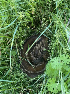 Rehkitz im Gras  (Bild vergr&ouml;&szlig;ern)