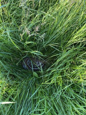 Rehkitz im Gras  (Bild vergr&ouml;&szlig;ern)