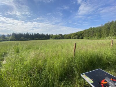 Wiese im Morgentau  (Bild vergr&ouml;&szlig;ern)