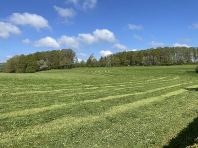 gem&auml;hte Wiese nach der Suche  (Bild vergr&ouml;&szlig;ern)