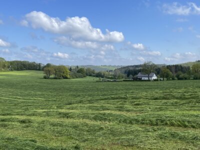 gem&auml;hte Wiese nach der Suche  (Bild vergr&ouml;&szlig;ern)