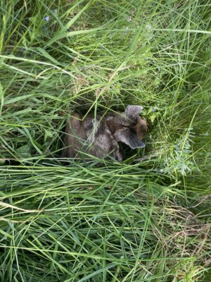 Rehkitz im Gras  (Bild vergr&ouml;&szlig;ern)