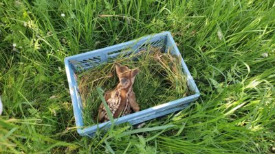 Kitz in der Box  (Bild vergr&ouml;&szlig;ern)