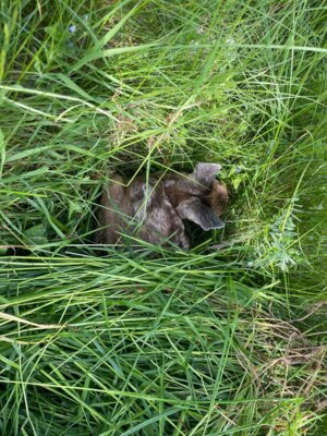 Rehkitz im Gras  (Bild vergr&ouml;&szlig;ern)