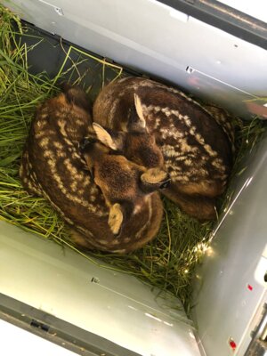 Kitz in der Box  (Bild vergr&ouml;&szlig;ern)