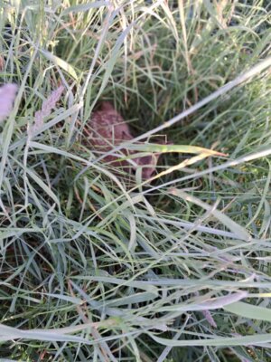 Rehkitz im Gras  (Bild vergr&ouml;&szlig;ern)