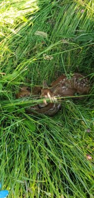 Rehkitz im Gras  (Bild vergr&ouml;&szlig;ern)