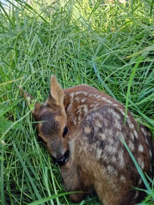 Rehkitz im Gras  (Bild vergr&ouml;&szlig;ern)