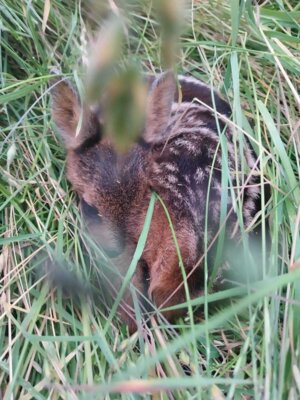 Rehkitz im Gras  (Bild vergr&ouml;&szlig;ern)