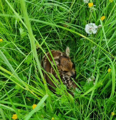 Rehkitz im Gras  (Bild vergr&ouml;&szlig;ern)