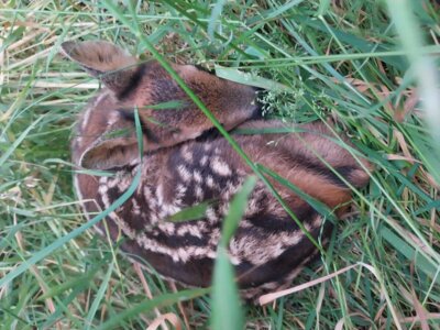 Rehkitz im Gras  (Bild vergr&ouml;&szlig;ern)