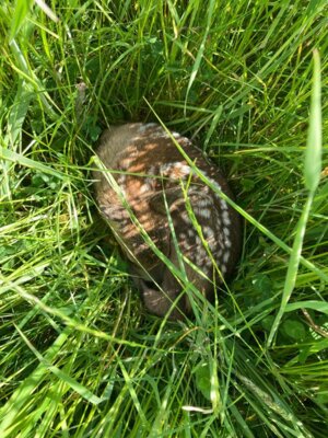 Rehkitz im Gras  (Bild vergr&ouml;&szlig;ern)