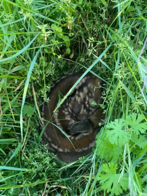 Rehkitz im Gras  (Bild vergr&ouml;&szlig;ern)