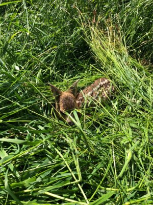 Rehkitz im Gras  (Bild vergr&ouml;&szlig;ern)