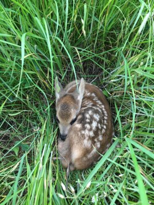Rehkitz im Gras  (Bild vergr&ouml;&szlig;ern)