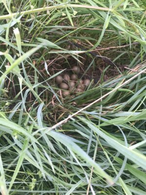 Rehkitz im Gras  (Bild vergr&ouml;&szlig;ern)