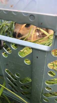 Kitz in der Box  (Bild vergr&ouml;&szlig;ern)