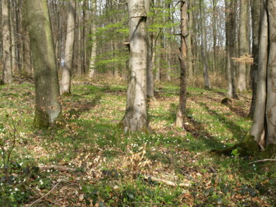 Fr&uuml;hlingsboten  (Bild vergr&ouml;&szlig;ern)