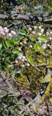 Der Fr&uuml;hling ist da  (Bild vergr&ouml;&szlig;ern)
