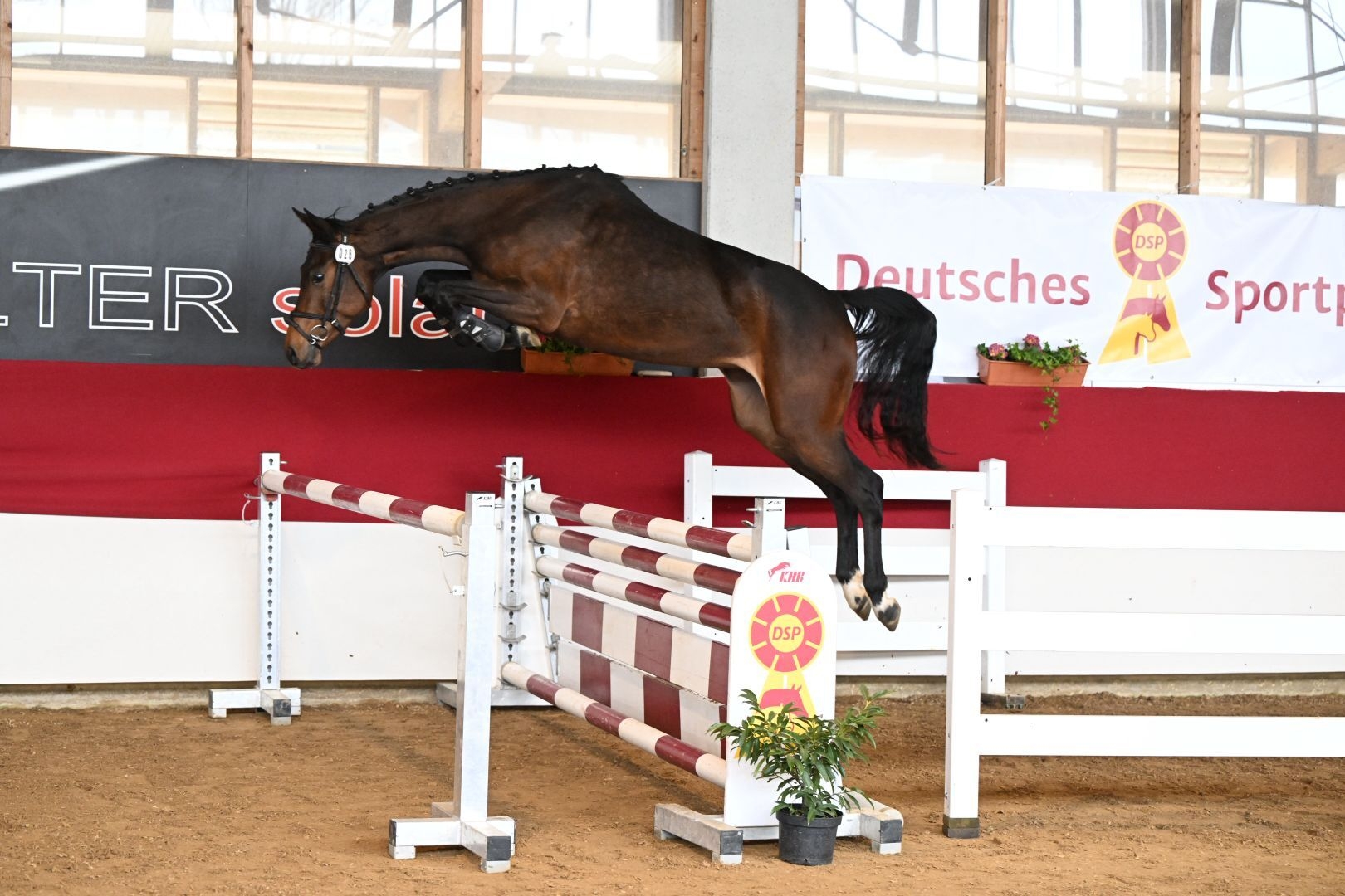 Bild: Carassina sprung