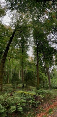 Foto des Albums: Sachsenforst