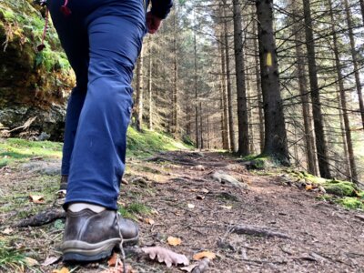 Foto des Albums: Sachsenforst