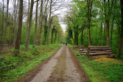 Durch den Almhorster Wald  (Bild vergr&ouml;&szlig;ern)