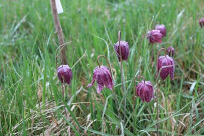 Foto des Albums: Schachbrettblumen gezählt