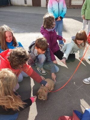 Foto des Albums: Haustiere - Referate Klasse 3