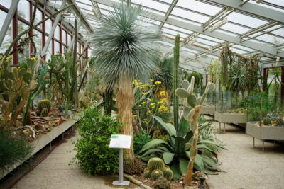 Kakteenhaus  (Bild vergr&ouml;&szlig;ern)