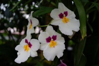 Miltonia-Orchidee  (Bild vergr&ouml;&szlig;ern)