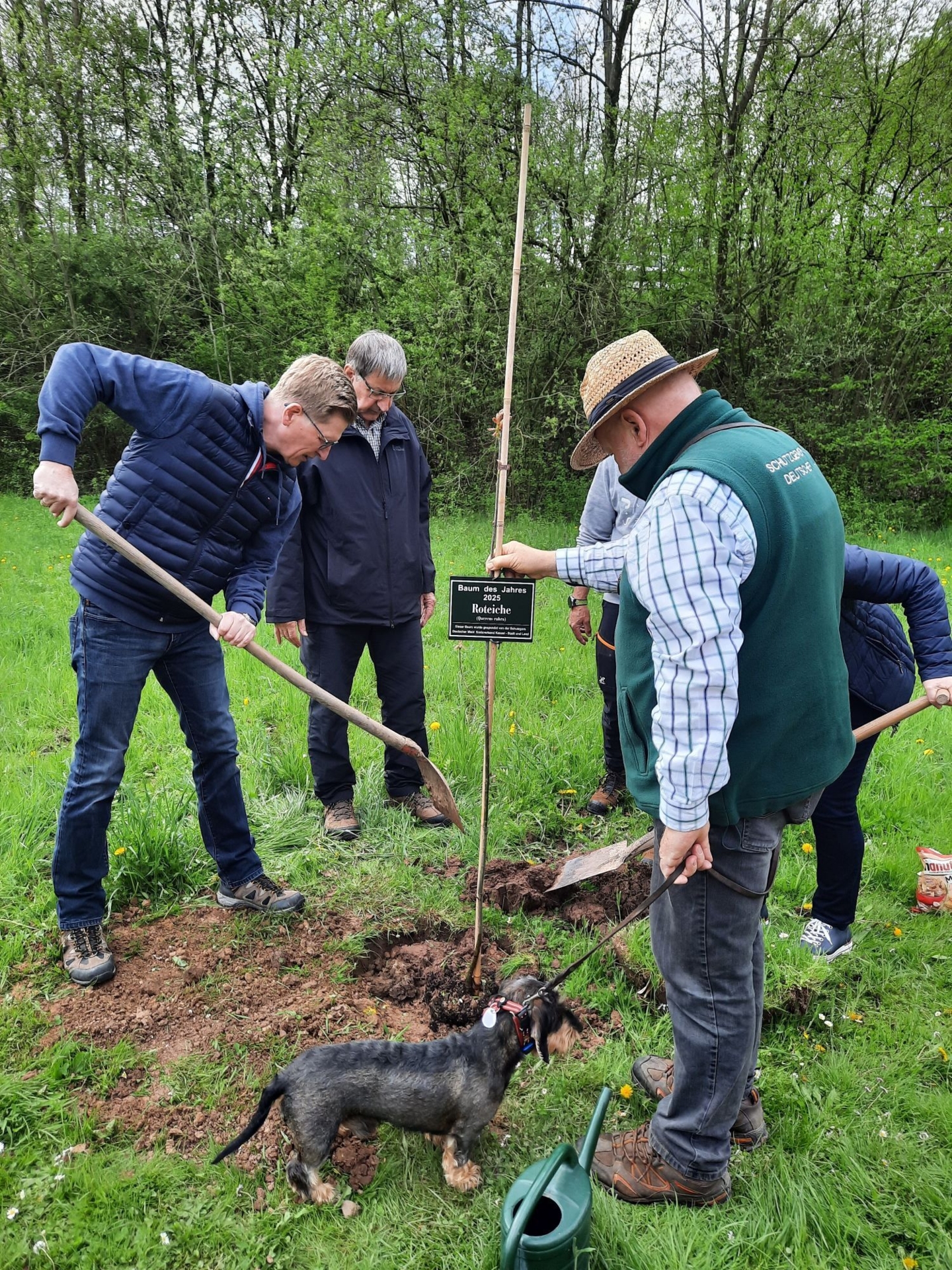 Bild: Baumpflanzaktion 2 - Roteiche - Baum des Jahres 2025 - Bürgermeister Danny Sutor, Detlef Stys, Peter Giebing (von links)