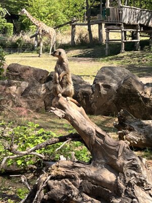 Foto des Albums: Zoobesuch 4. Klassen