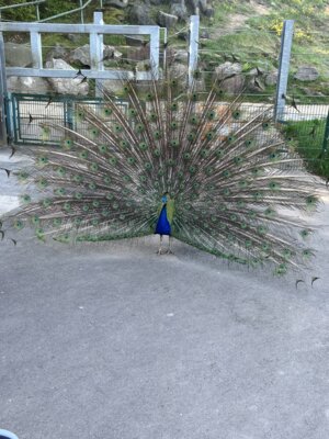 Foto des Albums: Zoobesuch 4. Klassen