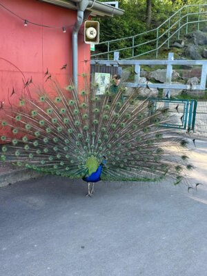 Foto des Albums: Zoobesuch 4. Klassen