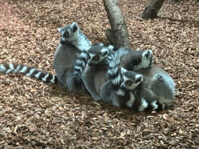 Foto des Albums: Zoobesuch 4. Klassen