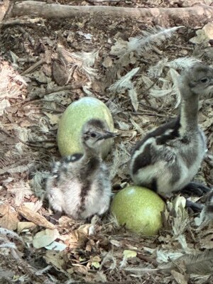 Foto des Albums: Zoobesuch 4. Klassen
